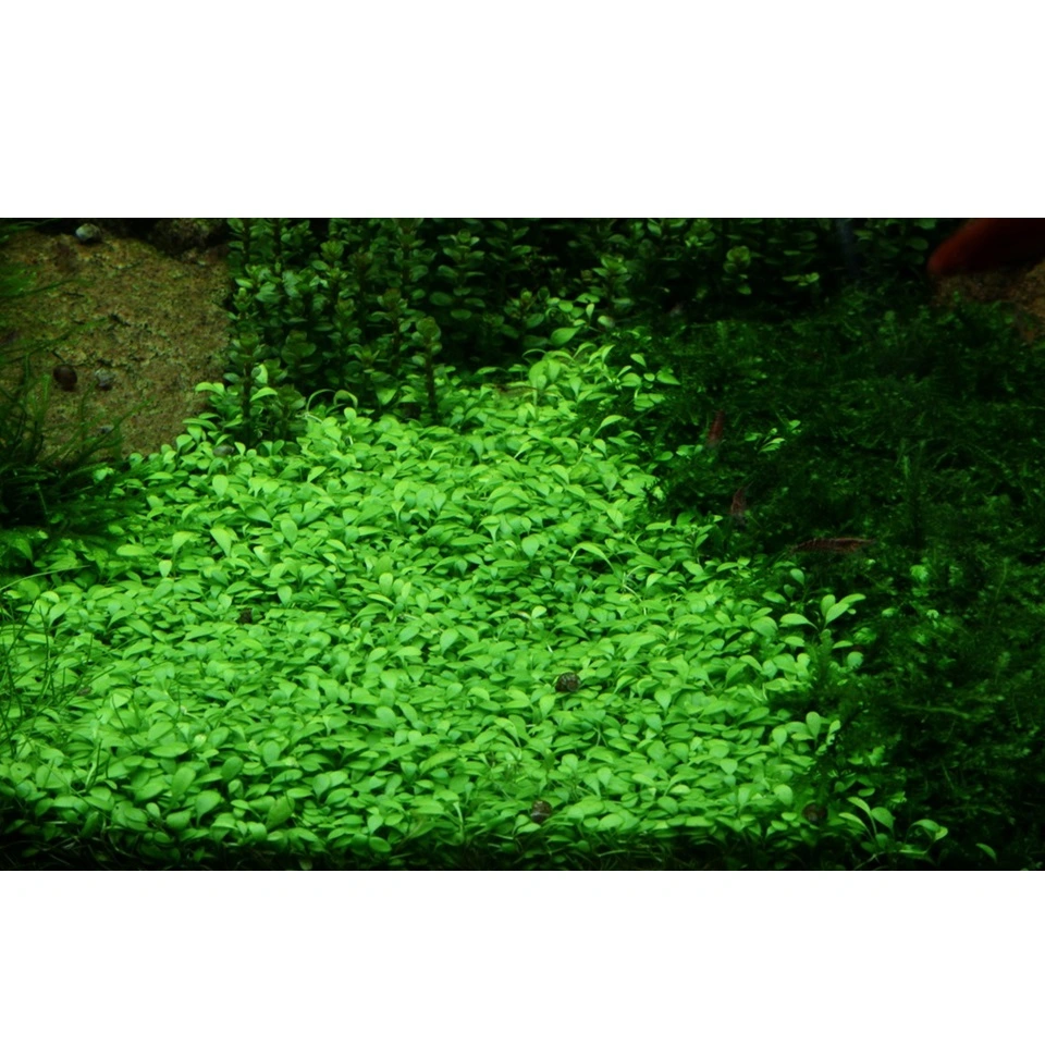 Tropica Glossostigma elatinoides 1-2-GROW x 3